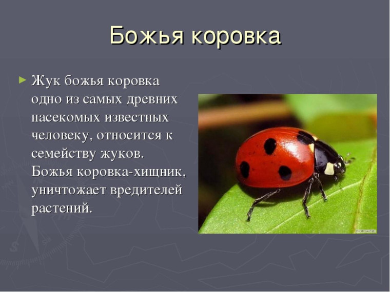 ОГКОУ ШИ 92 День божьей коровки.